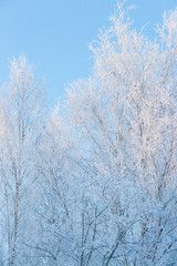 Birch tree covered in frost