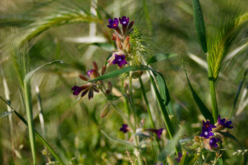fiori di campo in primavera 