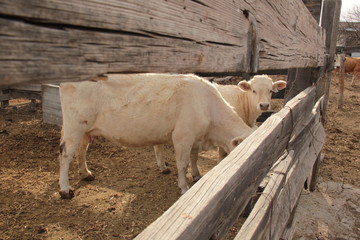 Corral