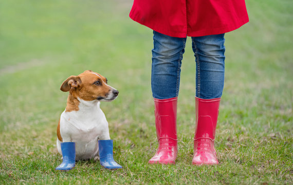 Jack Russell Dog Sitting Next To A Girl In Jeans And Red  Rain Boots In Spring Park.