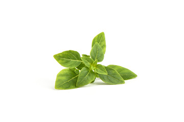 Fresh green basil leaves isolated on white background.