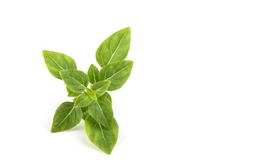 Obraz premium Fresh green basil leaves isolated on white background.
