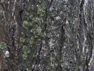 bark of a tree