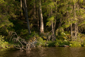 Obraz premium Sunset light in forest lake
