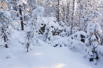 Fototapeta na wymiar Trees covered in snow at winter forest