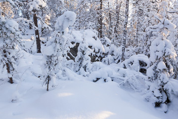 Trees covered in snow at winter forest