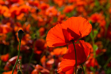 Obraz premium poppy field at back lit