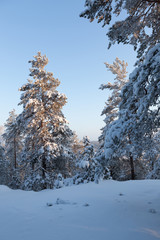 Trees covered in snow at winter forest
