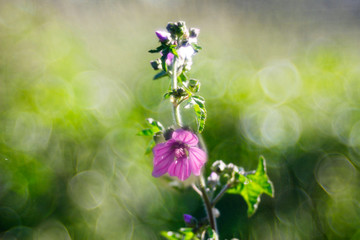 fiori di campo in primavera 