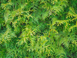 Branches of coniferous wood background. Green prickly branches of a fir-tree or pine or thuja. Close-up of beautiful christmas tree view.