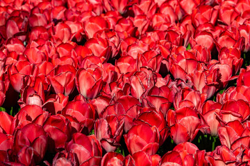 Tulips field in Holand Keukenhof. Tulip flower colours.