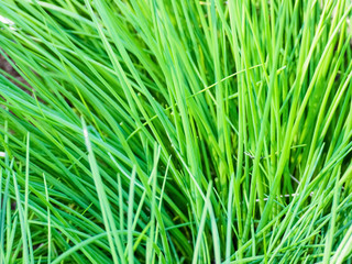 Close-up of green grass stalks. Stalks of green tall grass grow up out of the ground. Focused on the center. Beautiful background or wallpaper.