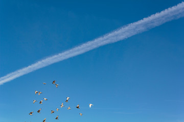Blue sky with contrails and pigeons flying