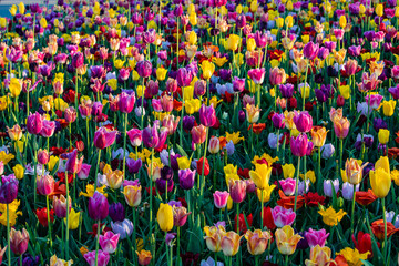 Tulips field in Holand Keukenhof. Tulip flower colours.