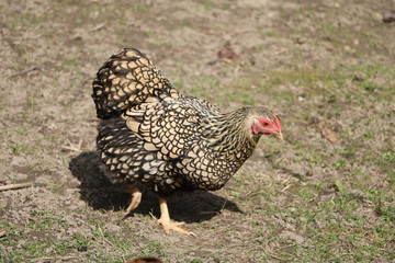 Chicken of American Wyandots