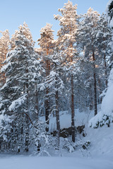 Trees covered in snow at winter forest