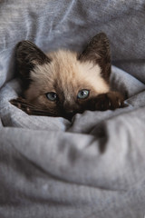 Portrait of Siamese kitten in blanket
