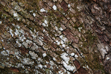 Old oak tree bark with moss and lichens