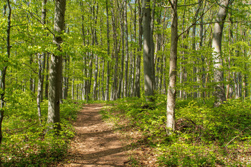 Natürlicher Weg durch Laubwald