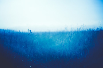 Prato fiorito sfondo natura azzurra