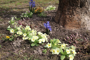 Primula vulgaris and hyacinths bloom in the garden in spring