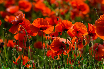 Obraz premium poppy field at back lit