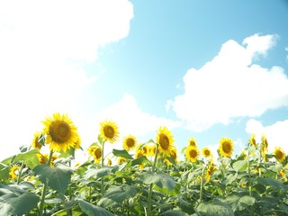 Sunflower shining golden in midsummer
