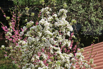 Obraz premium Blossoming nectarine tree and pear tree in spring