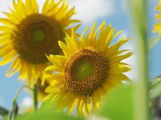 Obraz premium Sunflower shining golden in midsummer