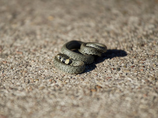 Small grass snake