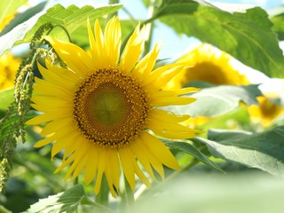 Sunflower shining golden in midsummer