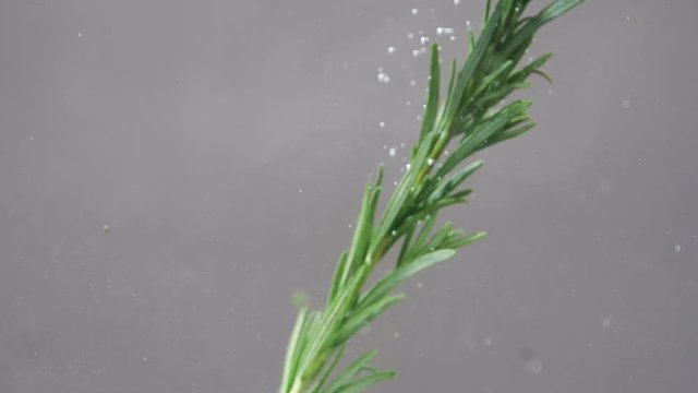 Slow motion close up view of sprig of rosemary falling into the water. Healthy food concept, vegetarian lifestyle, seasoning. Organic eco product, under water shot, fresh herbs