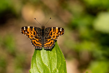 Nature