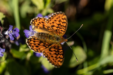 Nature