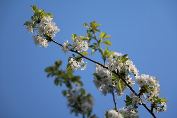 Blossoming sweet cherry tree in spring