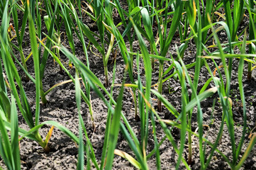 Garlic in the field.