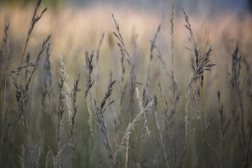Obraz premium Feld in der Dämmerung