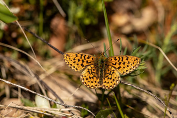 Fototapeta premium Nature