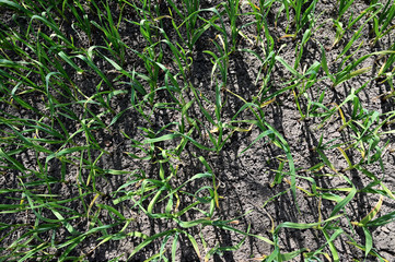 Garlic in the field.