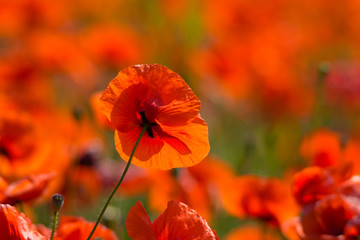 Obraz premium poppy field at back lit