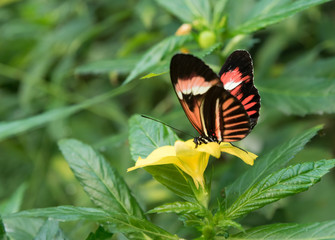 beautiful tropical butterfly sitting on a flower