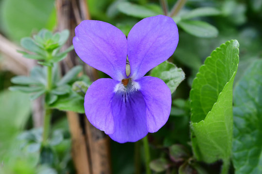 Close up of a common violet (viola odorata) in bloom