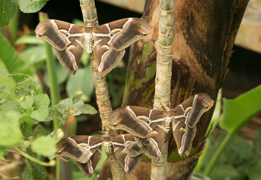Samia cynthia sp. ricini moth (night butterfly) in butterfly zoo