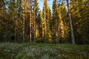 Lichen in forest landscape