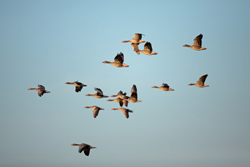 greylag goose, anser anser, Czech Republic, goose