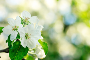 apple blossom, flowers and leaves, background