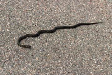 the snake is heated on the pavement, the snake is sleeping on the roadway, the threat to passersby