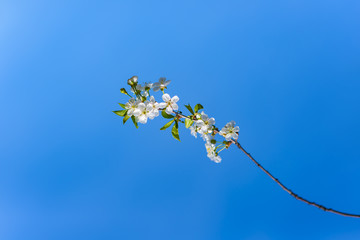 It's spring. Cherry blossoms against the blue sky. Abstract blurred background. Beautiful nature scene with flowering branches and morning light. Minimalism style