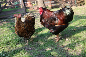 Chicken and rooster American Wyandots