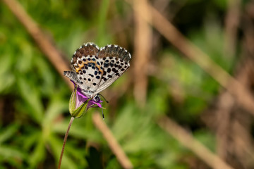 Nature